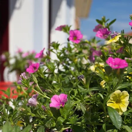 Casa Di Fiori * Lefkada City
